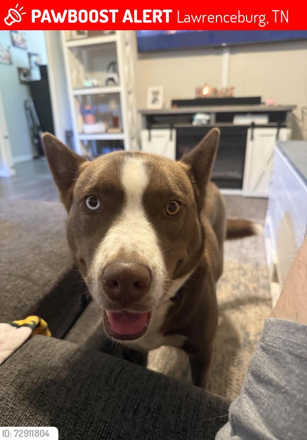 Lost Female Dog last seen Gaither Ave , Lawrenceburg, TN 38464