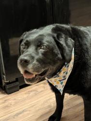 Reunited Female Dog last seen Shawnee Trace and Cheyenne Blvd , Nashville, TN 37115
