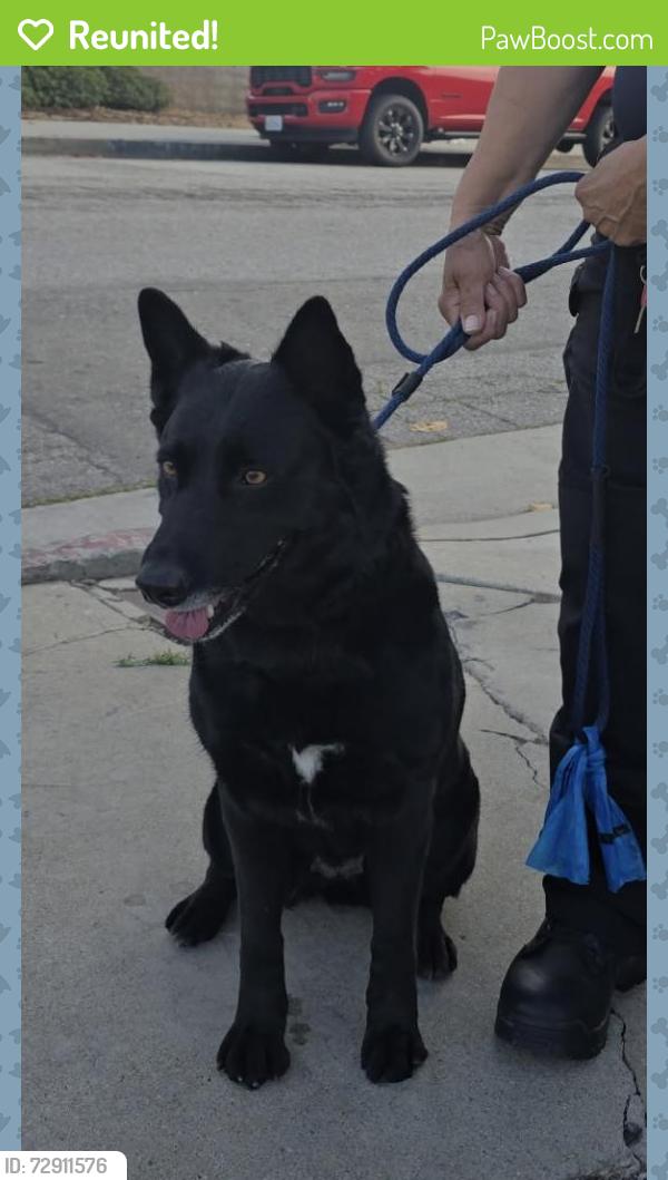 Reunited Female Dog last seen Near Oxford Ave, Hawthorne, CA 90250