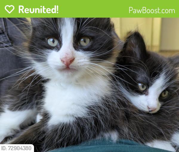 Reunited Male Cat last seen Near South 16th St, San Jose, CA 95112