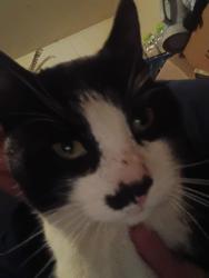 Reunited Male Cat last seen Stewart and industrial st, Flint, MI 48505