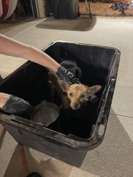 Reunited Female Dog last seen Lyman, SC, USA, Lyman, SC 29385