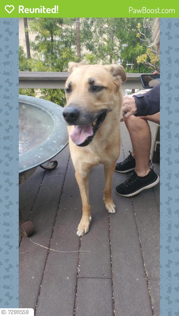 Reunited Male Dog last seen Sepulveda and Palos Verdes West, Torrance, CA 90503