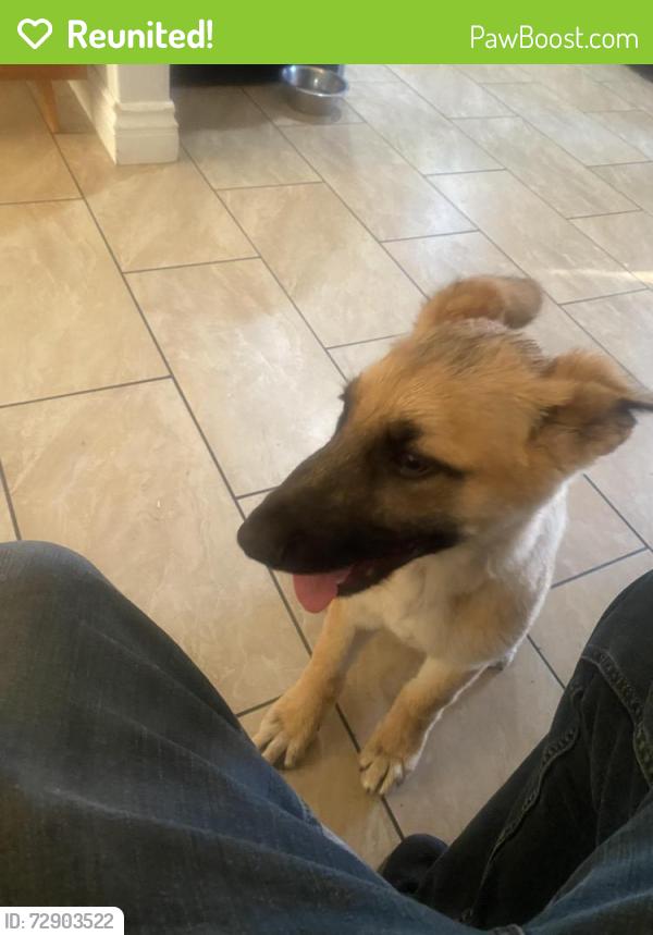 Reunited Male Dog last seen Channel Islands and Ventura Rd, Oxnard, CA 93035