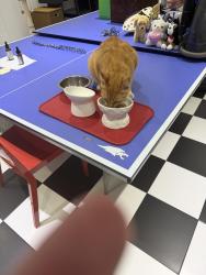 Reunited Male Cat last seen Near Golden Beach Dr. , Golden Beach, FL 33160