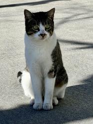 Lost Female Cat last seen Redmond and Camden , San Jose, CA 95120
