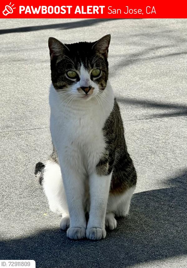 Lost Female Cat last seen Redmond and Camden, San Jose, CA 95120