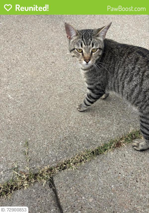 Reunited Male Cat last seen Summit Oaks, Denton, TX 76210