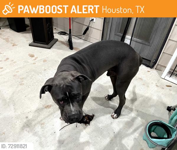 Found/Stray Female Dog last seen Blackhawk, Houston, TX 77089