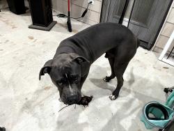 Found/Stray Female Dog last seen Blackhawk, Houston, TX 77089