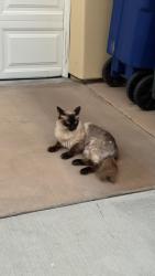 Reunited Unknown Cat last seen Bonair Street & Playa Del Norte Area, San Diego, CA 92037