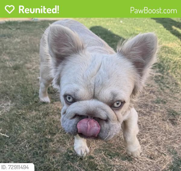 Reunited Male Dog last seen E. 2nd st and Euclid , National City, CA 91950