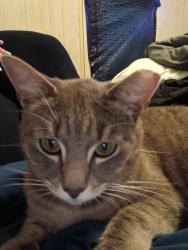 Reunited Female Cat last seen Near Alexander Dr spartanburg sc 29303, Spartanburg, SC 29303