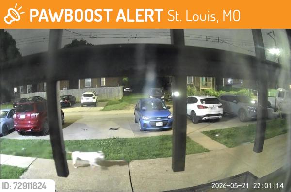 Found/Stray Unknown Dog last seen Near McRee Ave., St. Louis, MO 63110