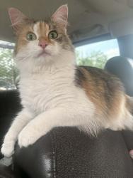 Lost Female Cat last seen Out front of address listed, Columbus, OH 43205