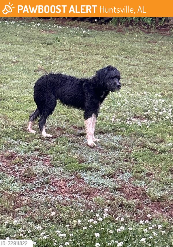 Found/Stray Unknown Dog last seen Oakwood, Huntsville, AL 35805