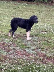 Found/Stray Unknown Dog last seen Oakwood, Huntsville, AL 35805