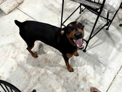 Found/Stray Male Dog last seen Blawkhawk, Houston, TX 77089