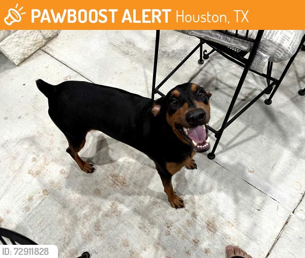 Found/Stray Male Dog last seen Blawkhawk, Houston, TX 77089