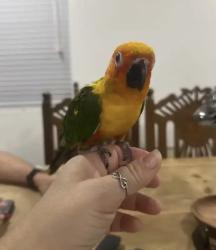 Reunited Unknown Bird last seen Black Horse Street/Moonriver/65th, Eastvale, CA 91752