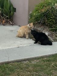 Found/Stray Unknown Cat last seen Second street, Whittier, CA 90606