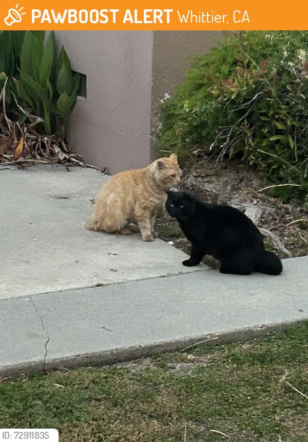 Found/Stray Unknown Cat last seen Second street, Whittier, CA 90606