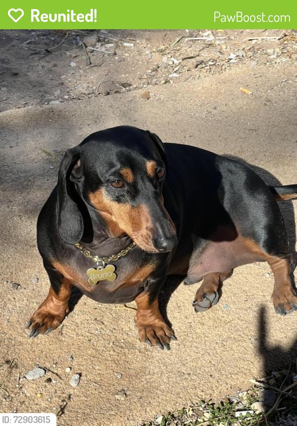 Reunited Male Dog last seen Near white oaks trail, Santa Teresa, NM 88008