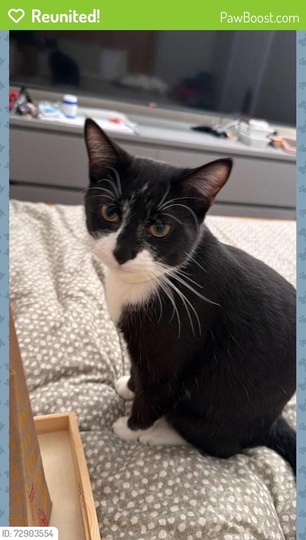 Reunited Male Cat last seen Wash masters, Euless, TX 76039