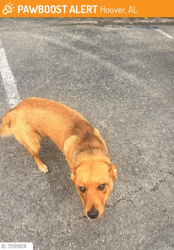 Found/Stray Unknown Dog last seen Parking lot behind Soirée Event Center / Bumpers, Hoover, AL 35216