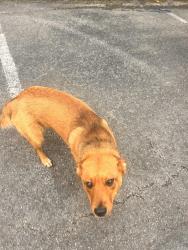 Found/Stray Unknown Dog last seen Parking lot behind Soirée Event Center / Bumpers, Hoover, AL 35216