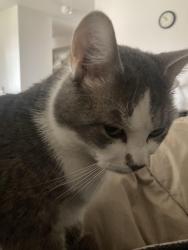 Lost Male Cat last seen Wheatland and Parkmeadow loop ne, Keizer, OR 97303