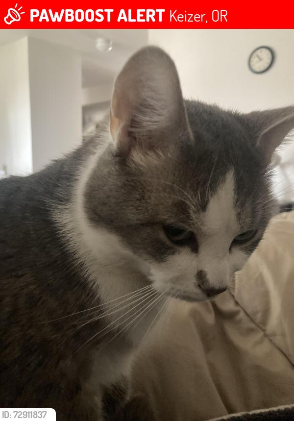 Lost Male Cat last seen Wheatland and Parkmeadow loop ne, Keizer, OR 97303