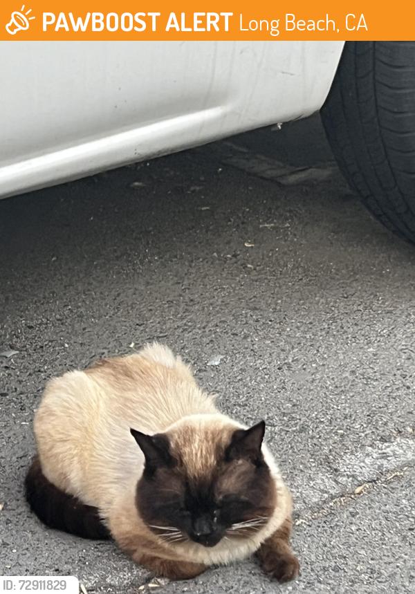 Found/Stray Unknown Cat last seen Carson st, Long Beach, CA 90808