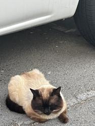 Found/Stray Unknown Cat last seen Carson st, Long Beach, CA 90808