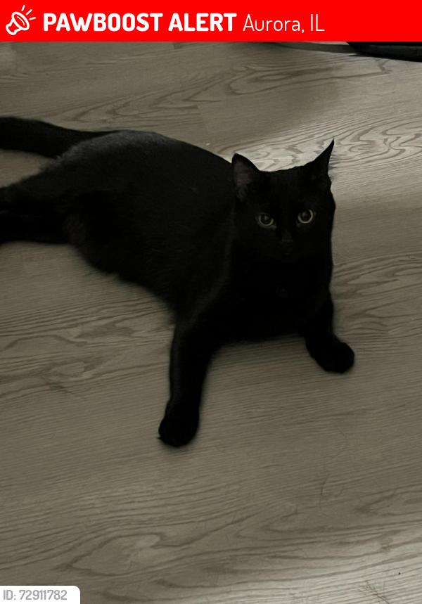 Lost Female Cat last seen Wisteria lane, Aurora, IL 60503