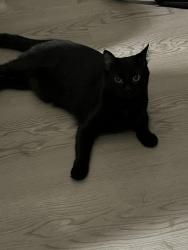 Lost Female Cat last seen Wisteria lane, Aurora, IL 60503