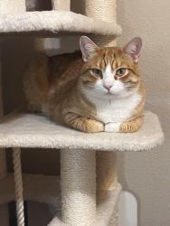 Lost Male Cat last seen Palenque Dr SE , Rio Rancho, NM 87124