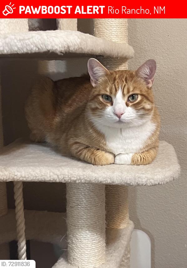 Lost Male Cat last seen Palenque Dr SE , Rio Rancho, NM 87124