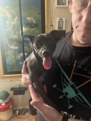 Reunited Male Dog last seen Tania & calvado , Las Vegas, NV 89128