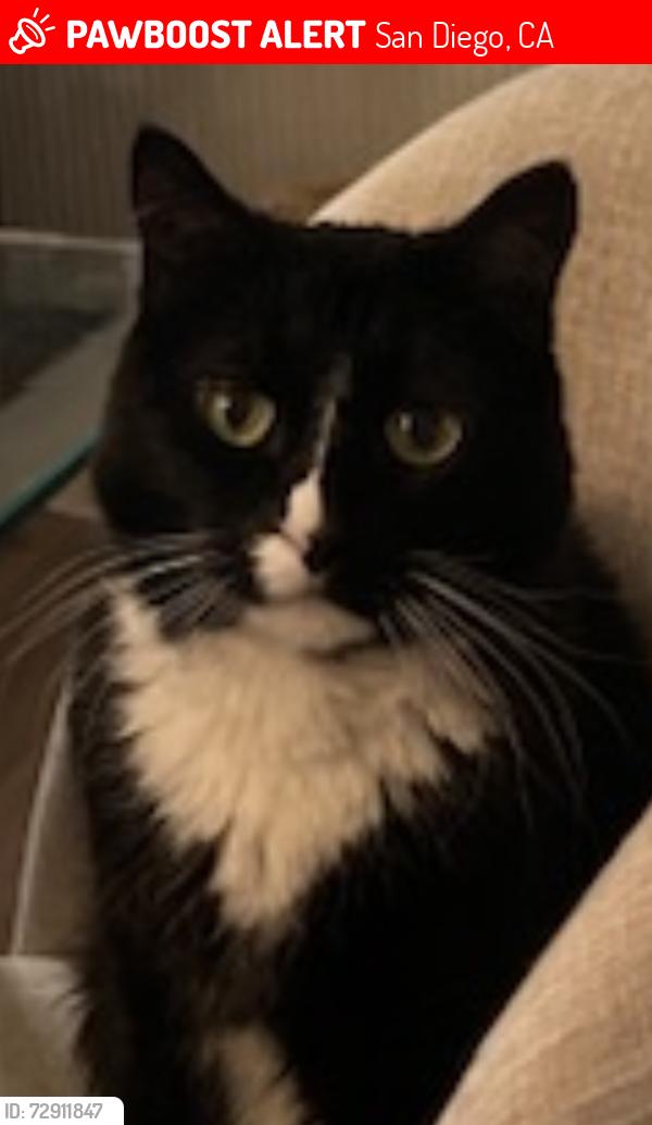 Lost Female Cat last seen Camino Noguera, San Diego, CA 92122
