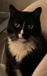 Lost Female Cat last seen Camino Noguera, San Diego, CA 92122