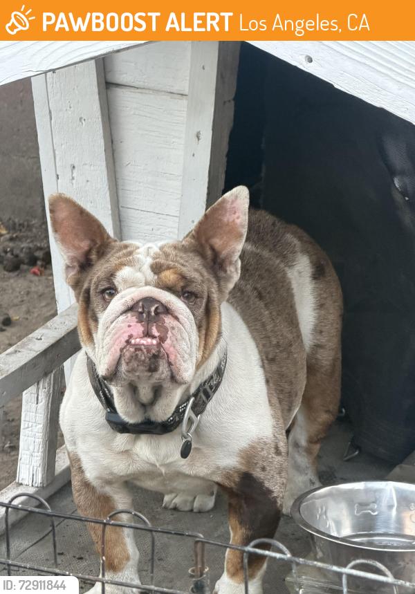 Found/Stray Female Dog last seen Normandie, Los Angeles, CA 90044