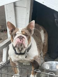 Found/Stray Female Dog last seen  Normandie, Los Angeles, CA 90044