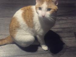 Lost Male Cat last seen Near street and whitehorn road ne, Calgary, AB T1Y 2A6