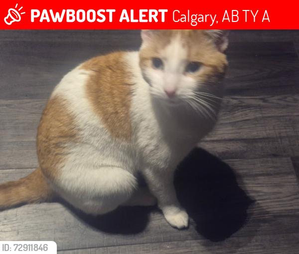 Lost Male Cat last seen Near street and whitehorn road ne, Calgary, AB T1Y 2A6