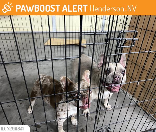 Found/Stray Female Dog last seen Calico Ridge and Pyrite, Henderson, NV 89011