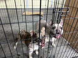 Found/Stray Female Dog last seen Calico Ridge and Pyrite, Henderson, NV 89011