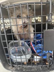 Reunited Female Dog last seen King Albert, San Antonio, TX 78229