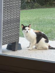 Found/Stray Unknown Cat last seen Turtle creek and Kinhega, Tallahassee, FL 32312