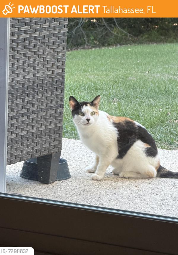 Found/Stray Unknown Cat last seen Turtle creek and Kinhega, Tallahassee, FL 32312